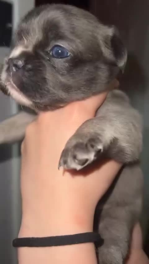 French Bulldog dogs for sale: French bulldog  - Video 1