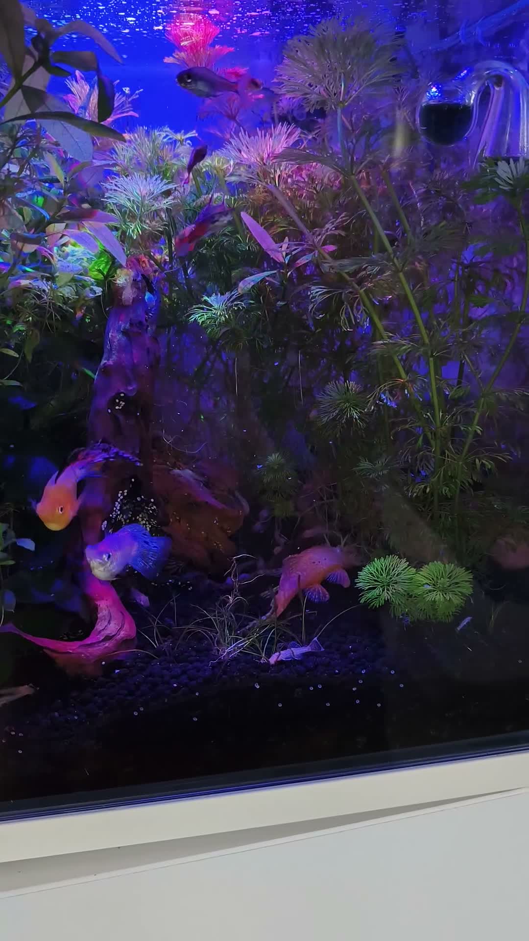 Catfish fish for sale: albino bristlenose in West Wickham - Video 1