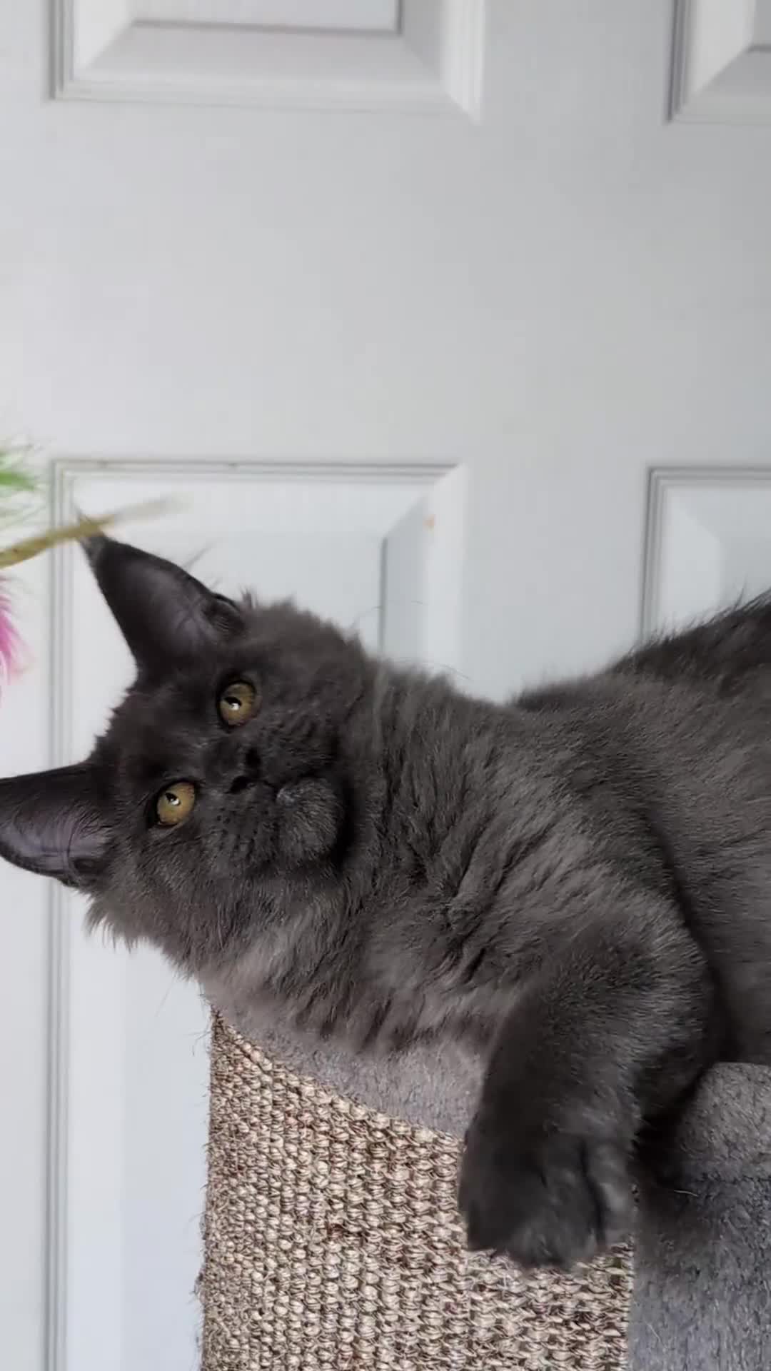 Maine Coon cats for sale: Maine coon kitten. Tica registered - Video 1