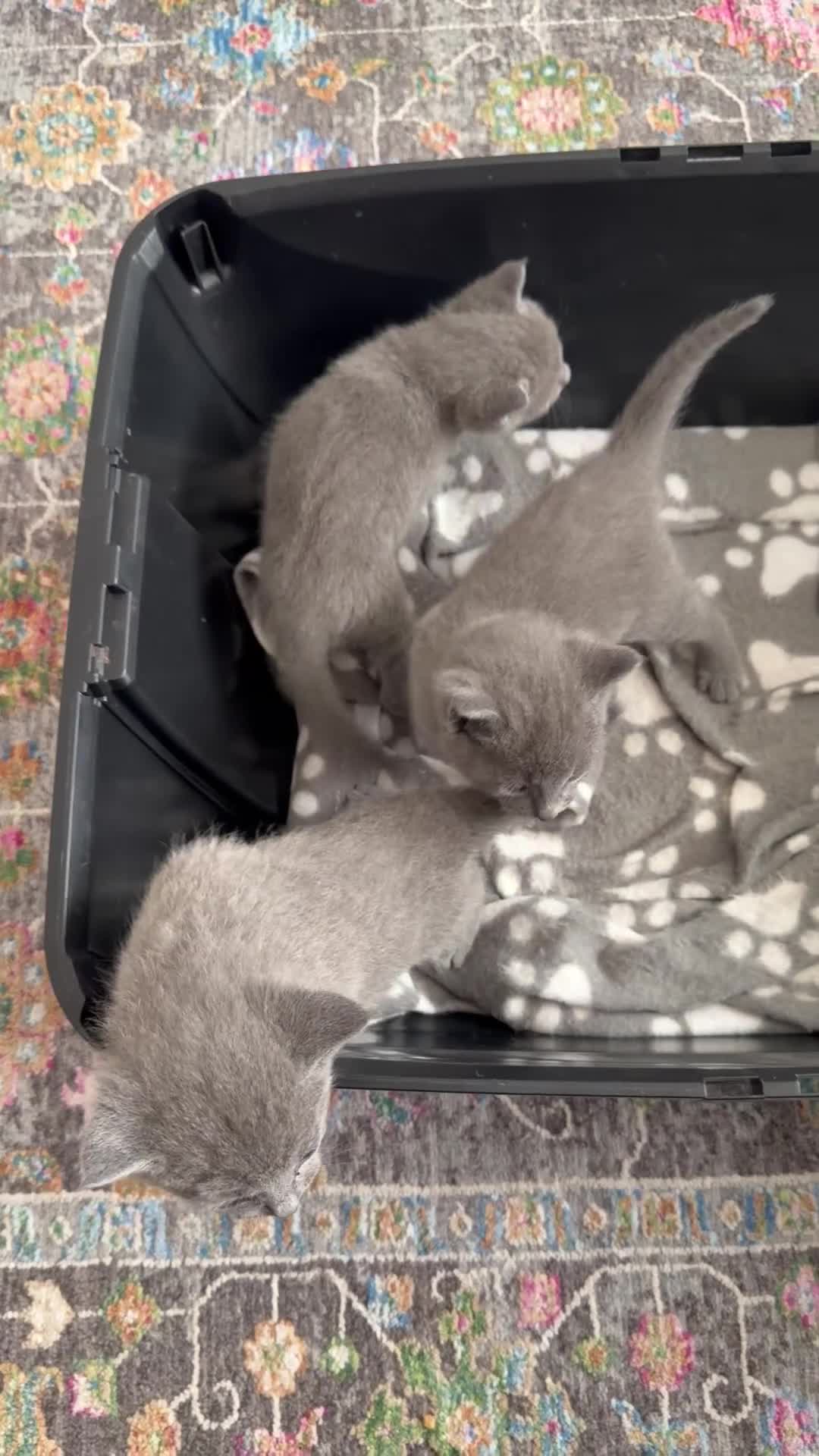 Russian Blue cats for sale: Adorable Russian blue kitten champion bloodline - Video 2
