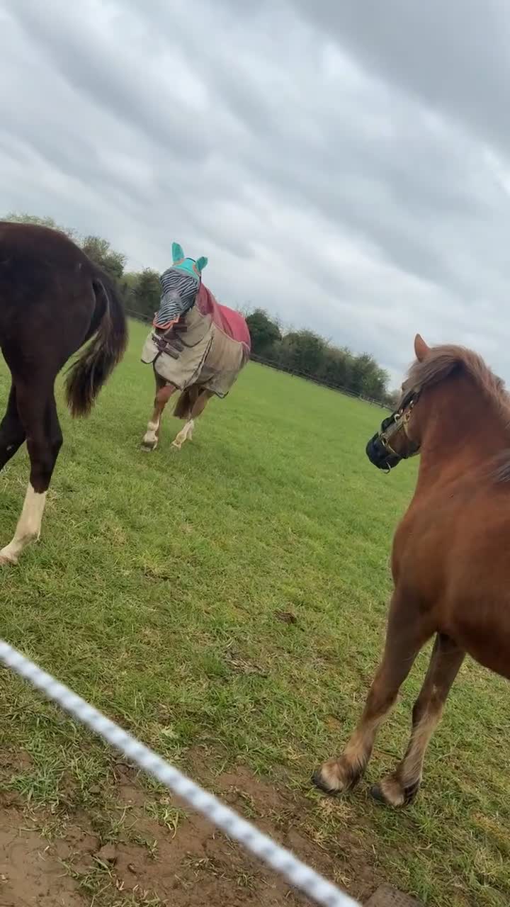 Dartmoor horses for sale: Dartmoor pony  in Lechlade - Video 3