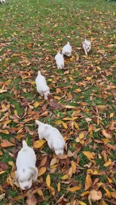 Clumber Spaniel dogs for sale: Clumber spaniel Puppies For Sale COI 6.4% - Video 1