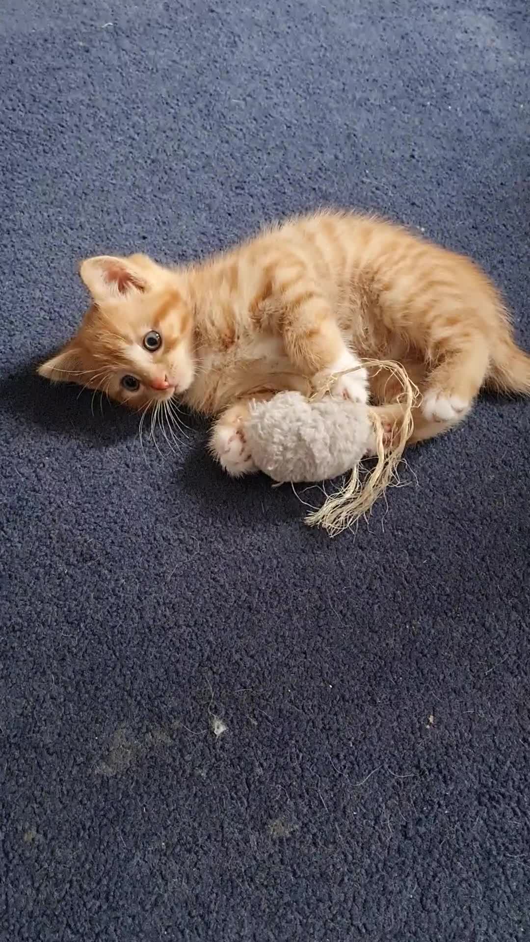 Mixed Breed cats for sale: Lovely ginger and White kitten in Felixstowe - Video 1