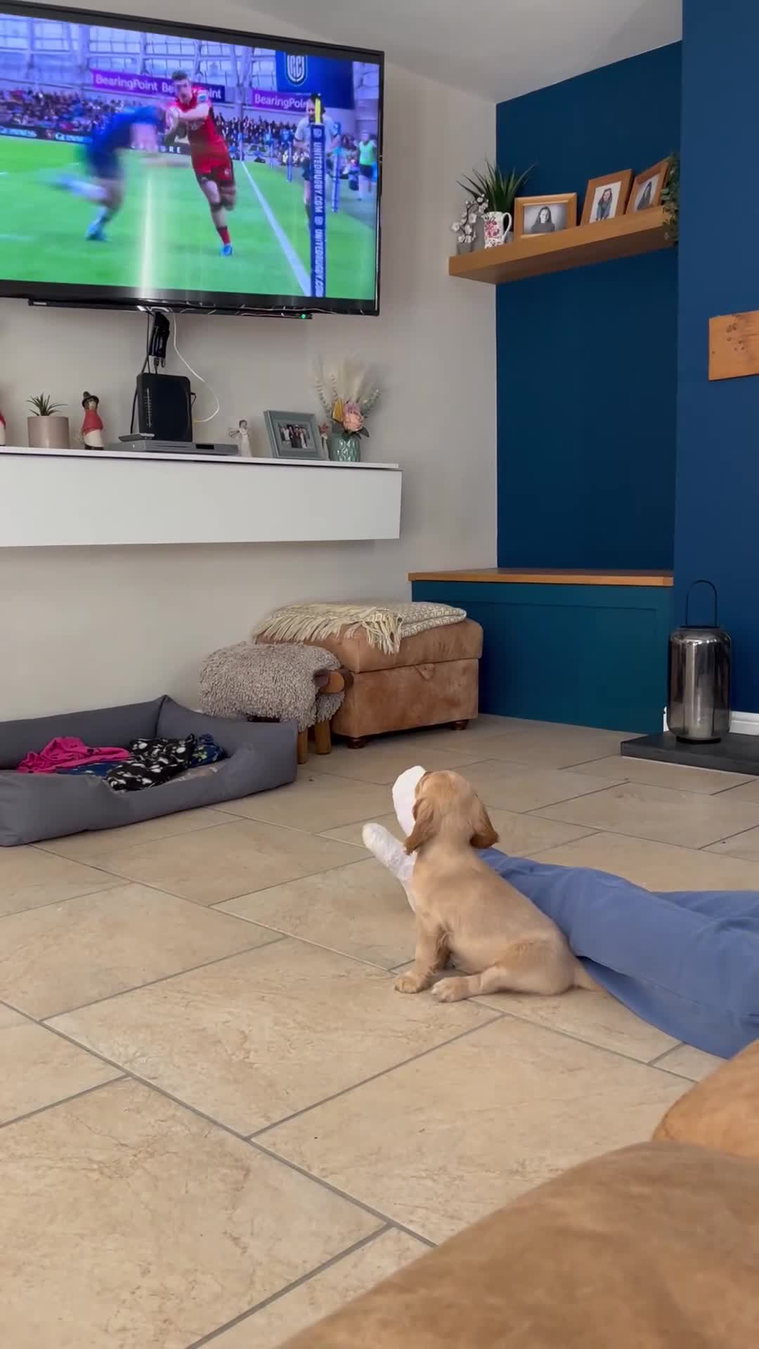 Cocker Spaniel dogs for sale: **Available Now ** 1 Beautiful Golden Show Cocker - Video 1