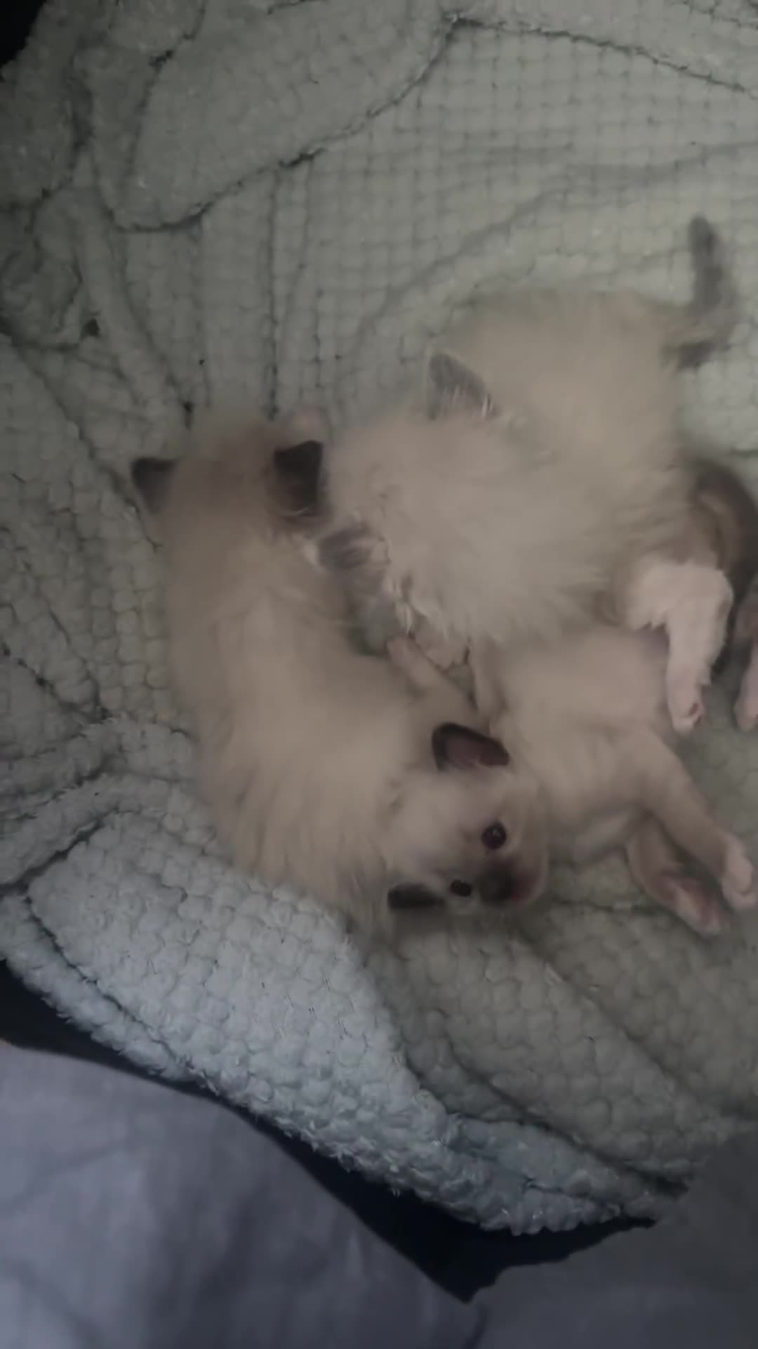 Ragdoll cats for sale: Ragdoll kittens  - Video 1