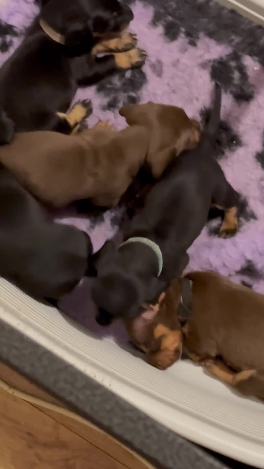 Miniature Dachshund dogs for sale: 7 beautiful miniature dachshund puppies for sale - Video 1