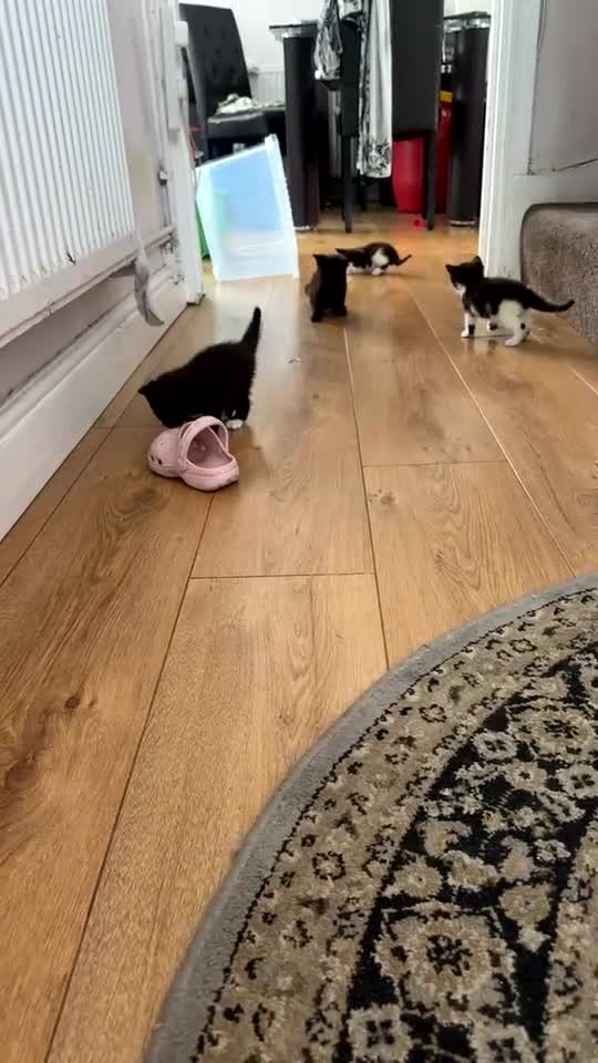 Domestic Shorthair cats for sale: 4 kittens  - Video 1
