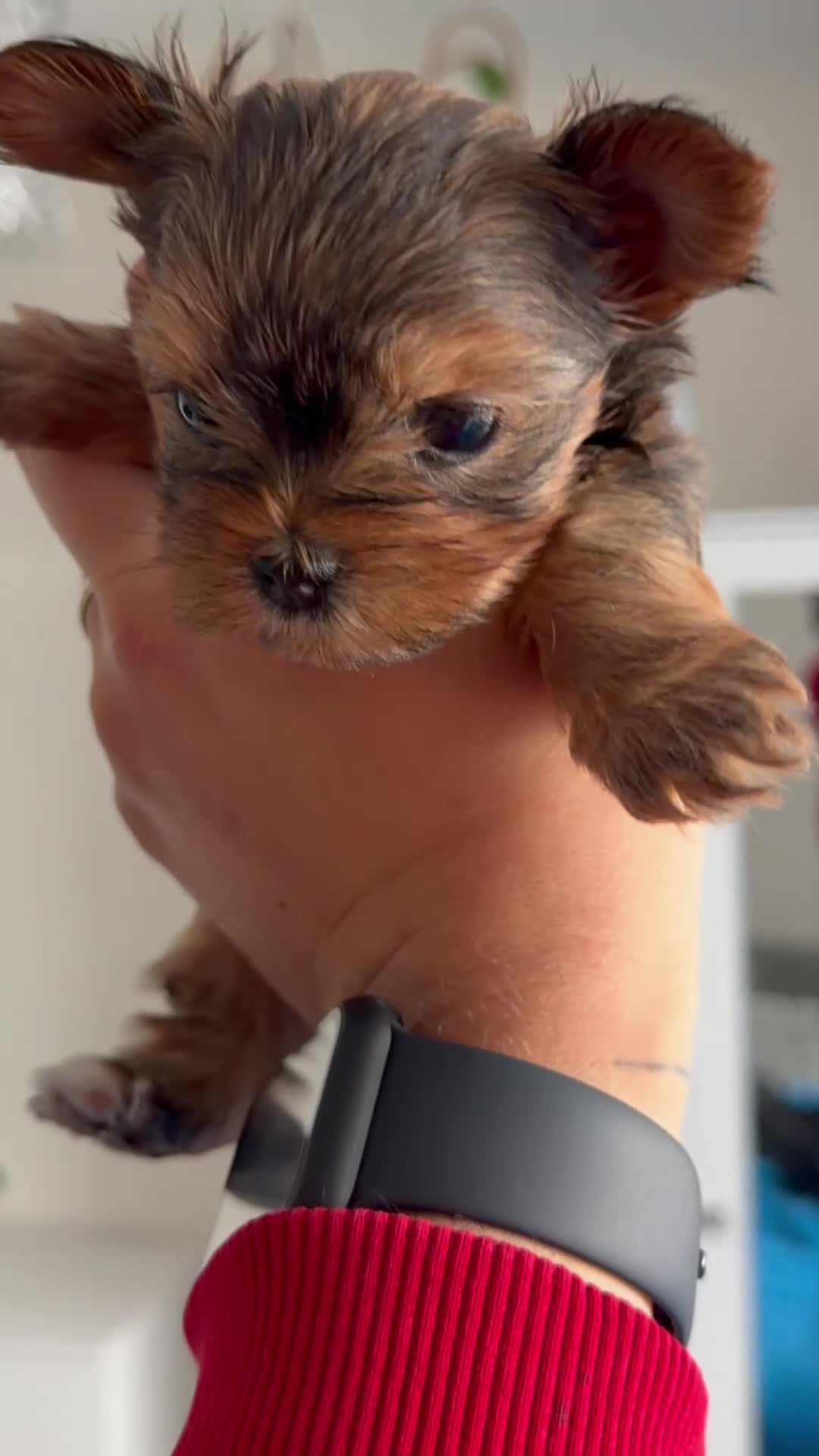 Yorkshire Terrier dogs for sale: 🌺 Pedigree Tiny Yorkie Puppies- Rare Colors 🌺 - Video 1