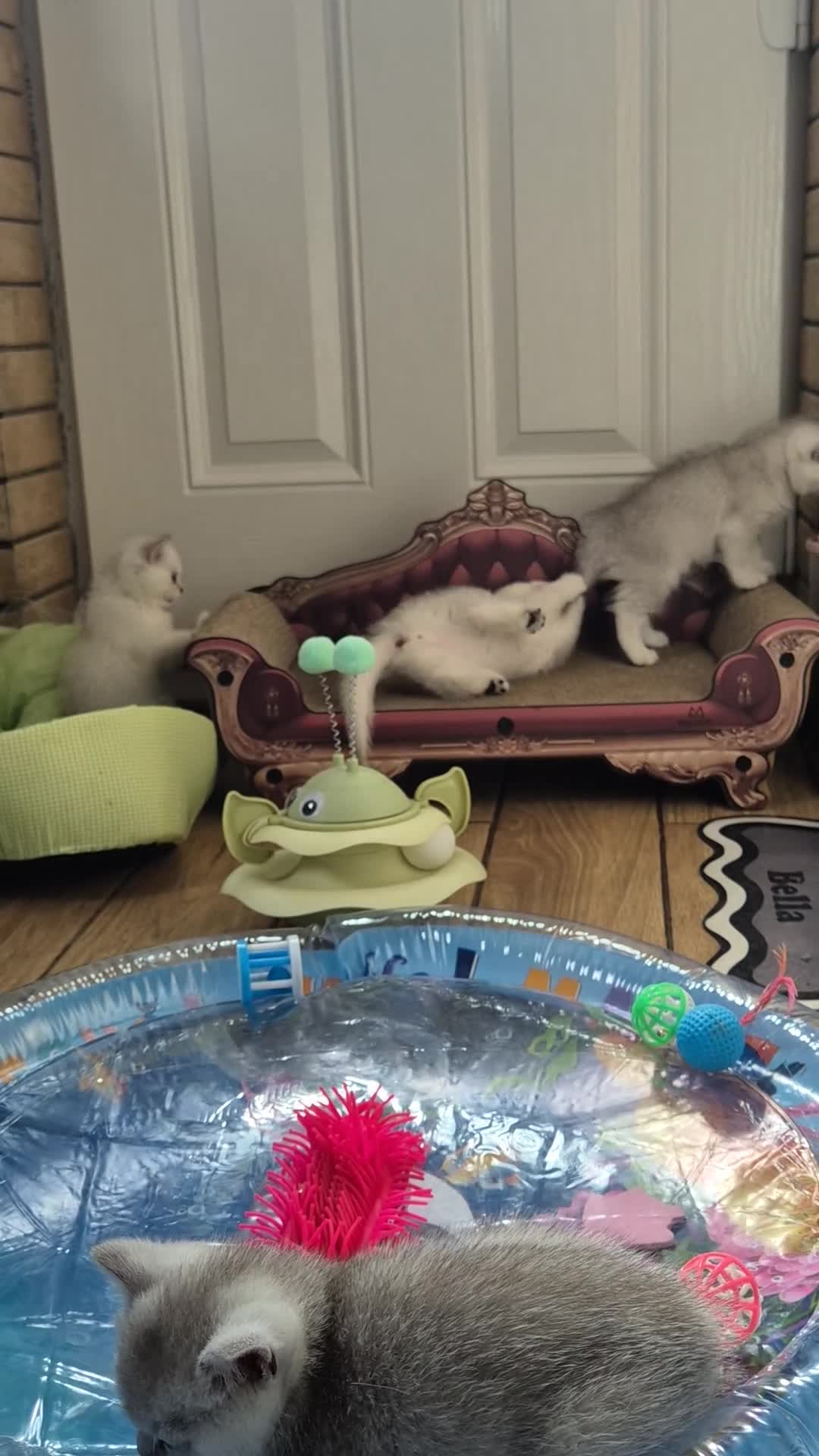 British Shorthair cats for sale: British shorthair  - Video 2