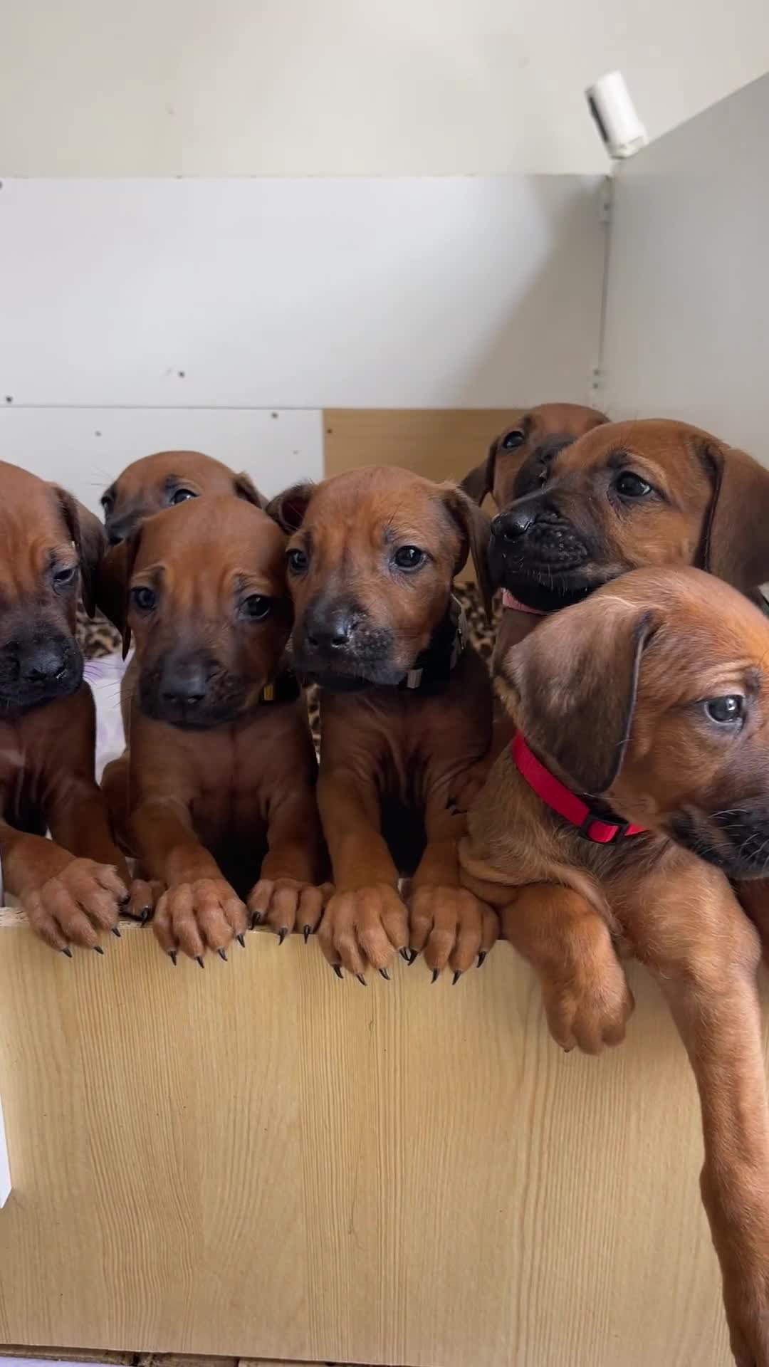 Rhodesian Ridgeback dogs for sale: Pedigree Ridgeback Puppies - READY FOR VIEWING in Scunthorpe - Video 1