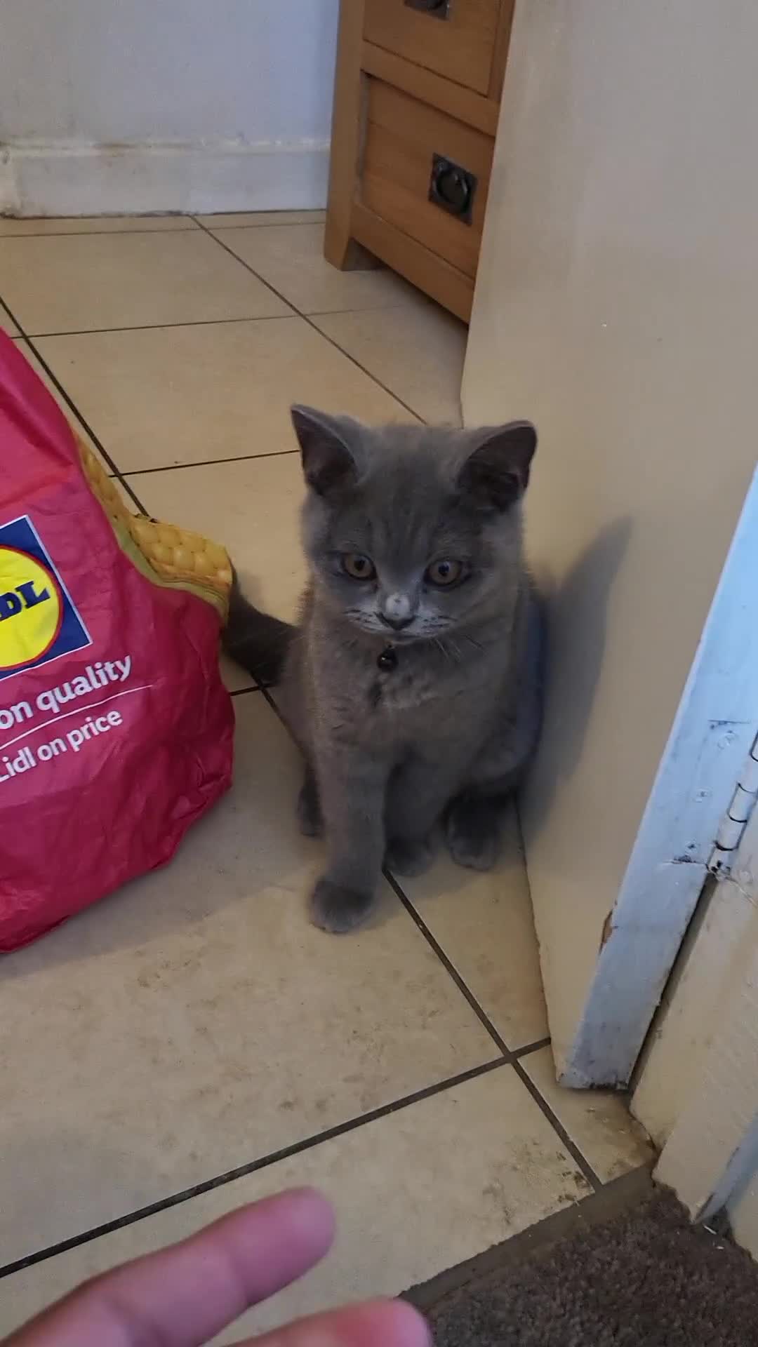 British Shorthair cats for sale: British short-hair kittens  - Video 1