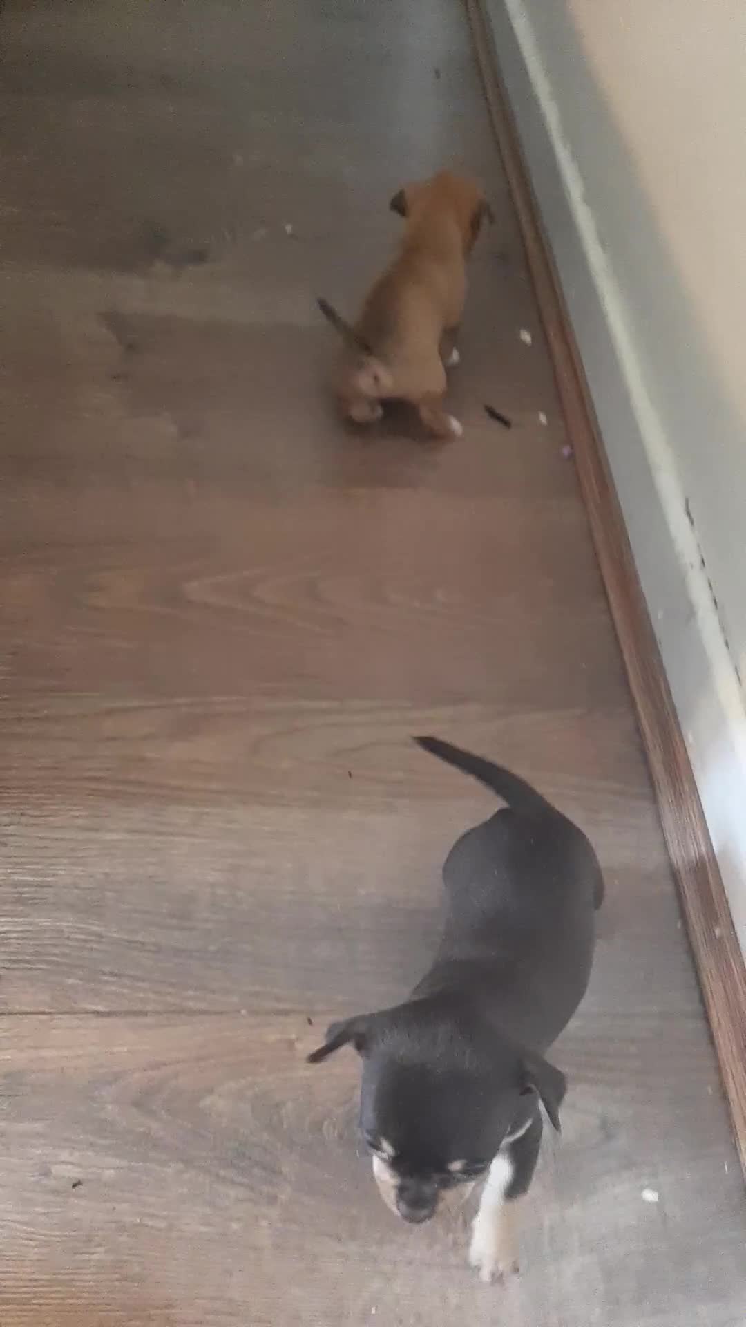 Chihuahua dogs for sale: Chihuahua  - Video 2