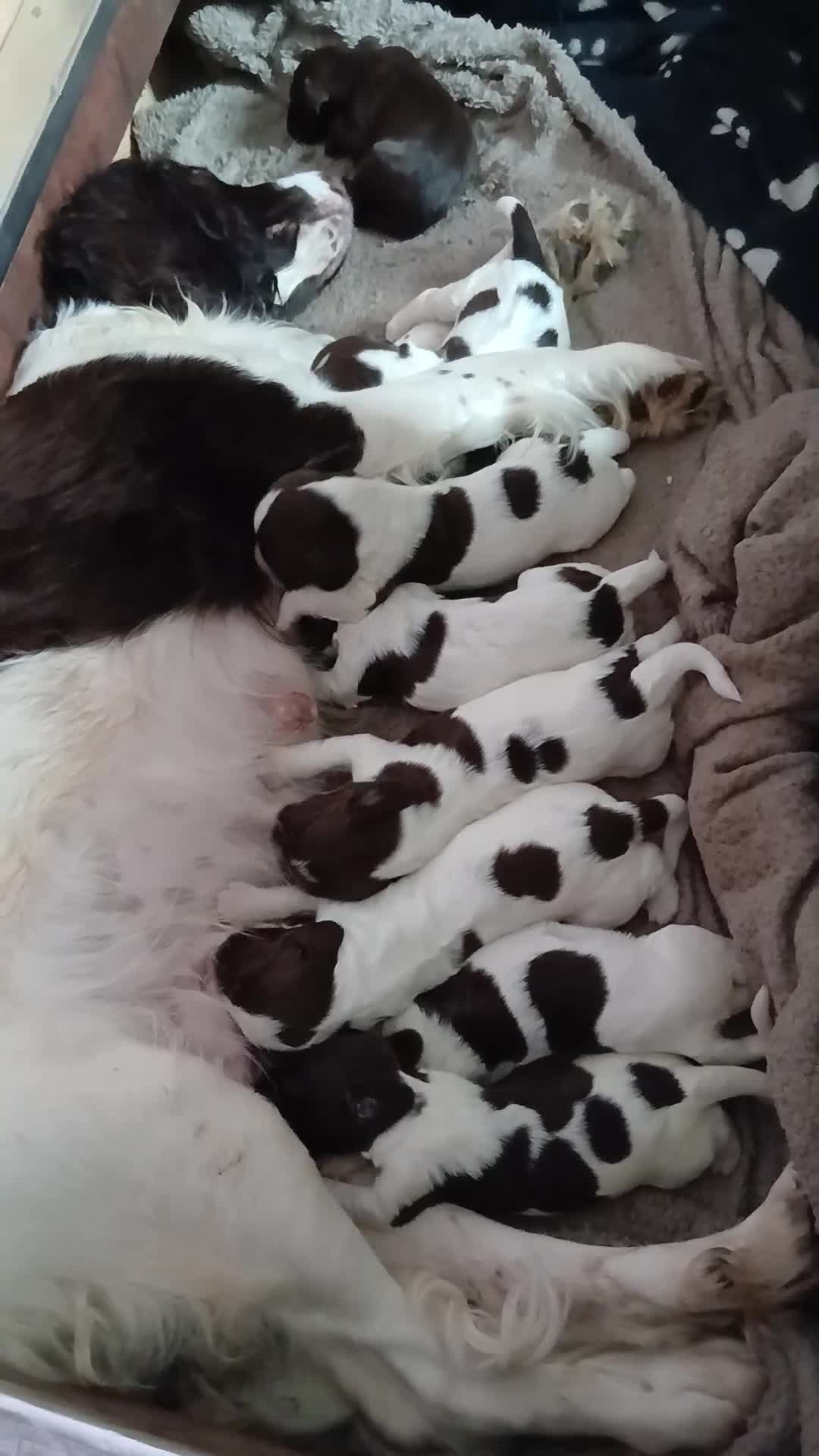 English Springer Spaniel dogs for sale: 8 x Healthy Springer Spaniel pups,ready 15/06/26 - Video 1