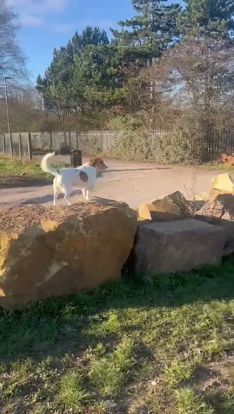 Mixed Breed dogs for adoption: 🧡🐾 LALA – A SENSITIVE GIRL FOR A LOVING HOME🐾🧡 in Nottingham - Video 2