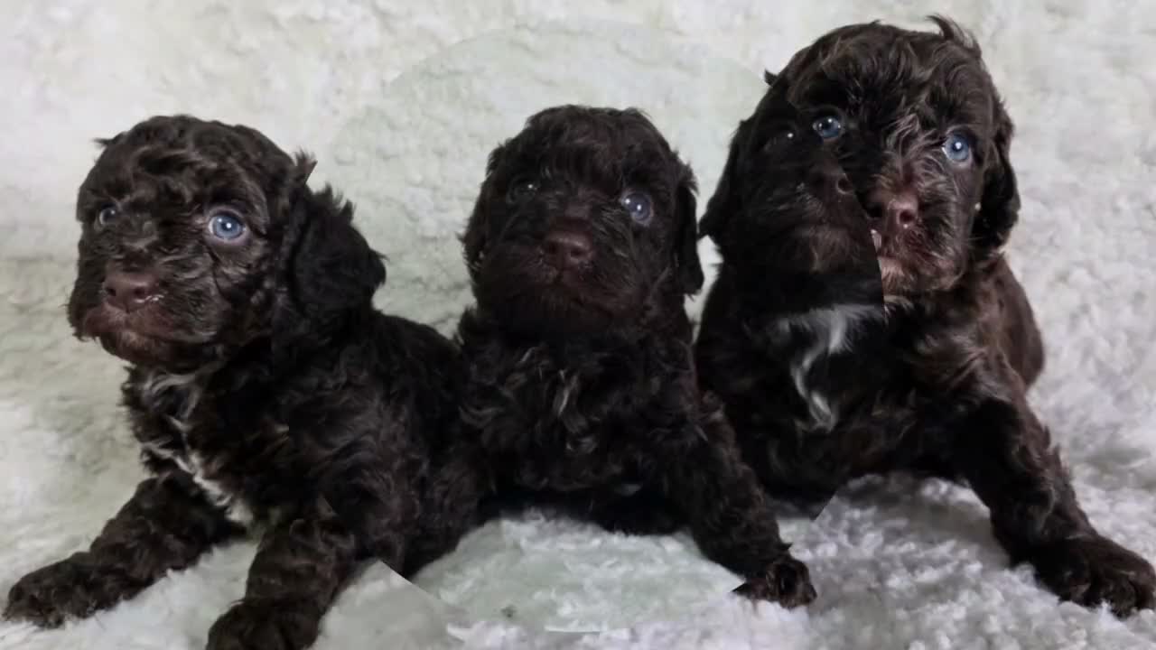 Cavapoo dogs for sale: DNA Tested Chocolate F1b Cavapoos. 2 Boys & 1 Girl - Video 1