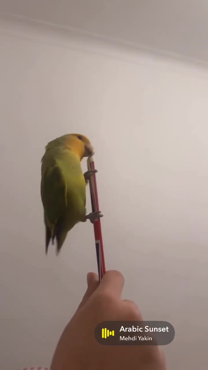 Lovebirds birds for sale: Australian lovebird  in London - Video 3
