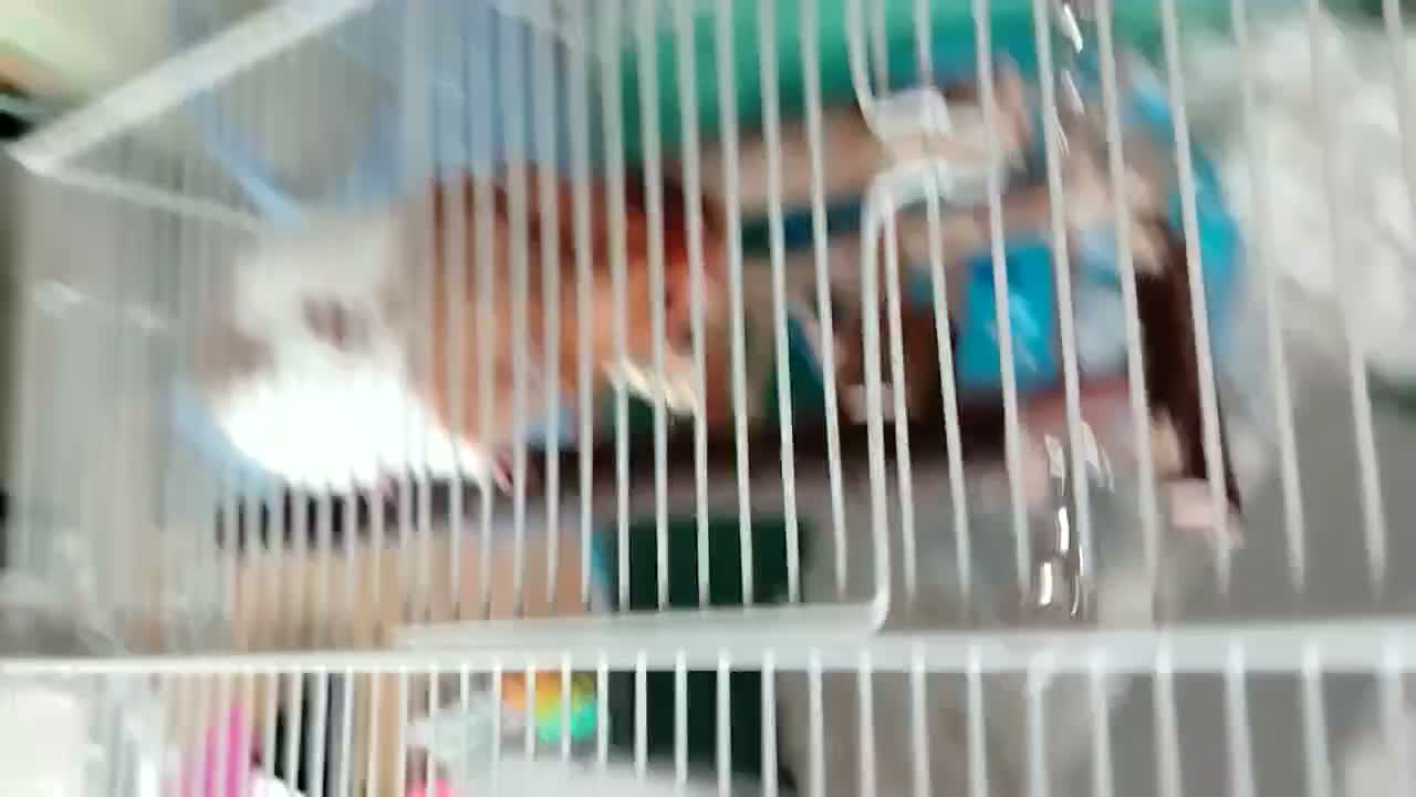Hamster rodents for sale: Syrian hamster in Liverpool - Video 2