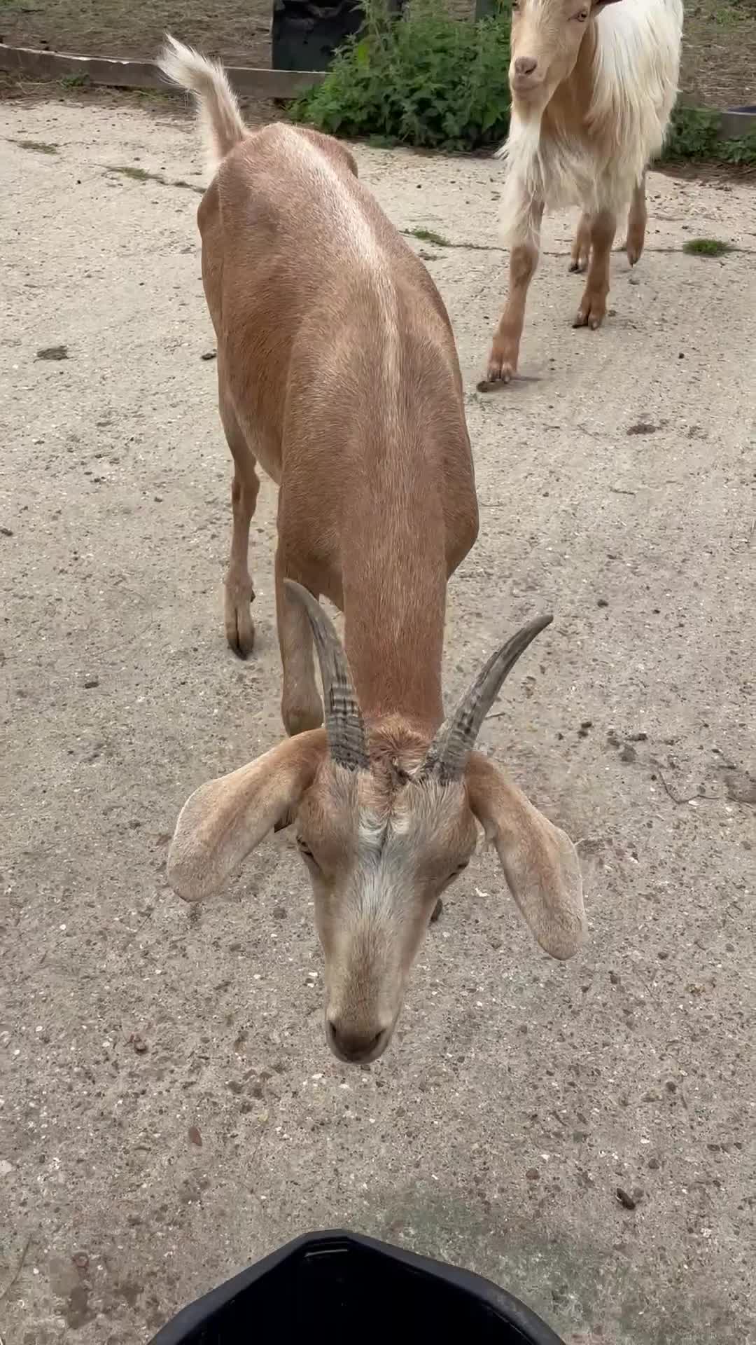 Goats livestock for sale: Goat family for Sale. - Video 1