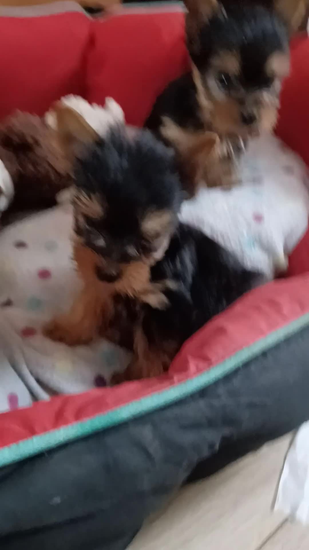 Yorkshire Terrier dogs for sale: Super mini Yorkshire terrier puppy pedigree cert - Video 1