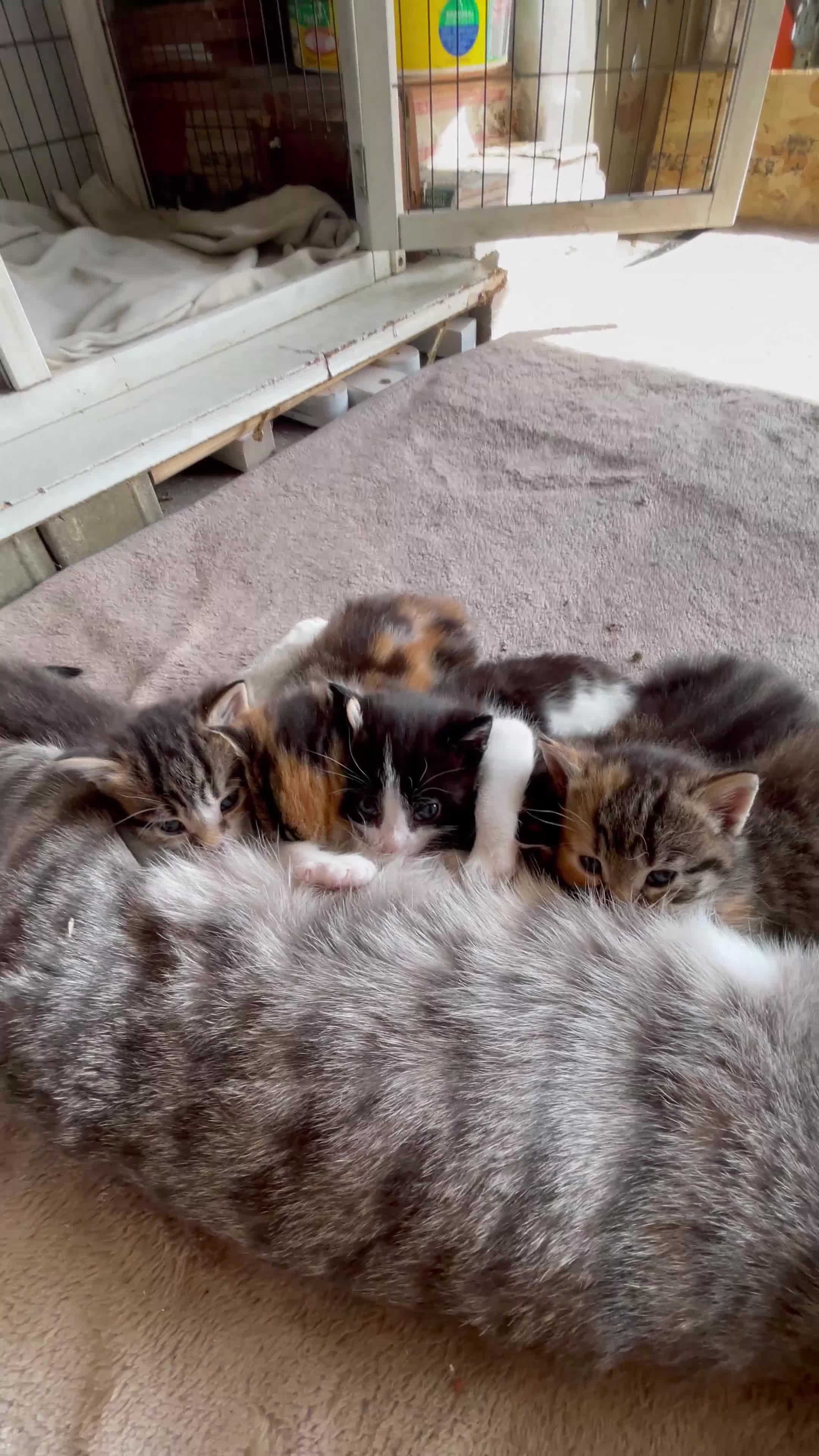 RagaMuffin cats for sale: Bradford based Kittens for sale  - Video 1