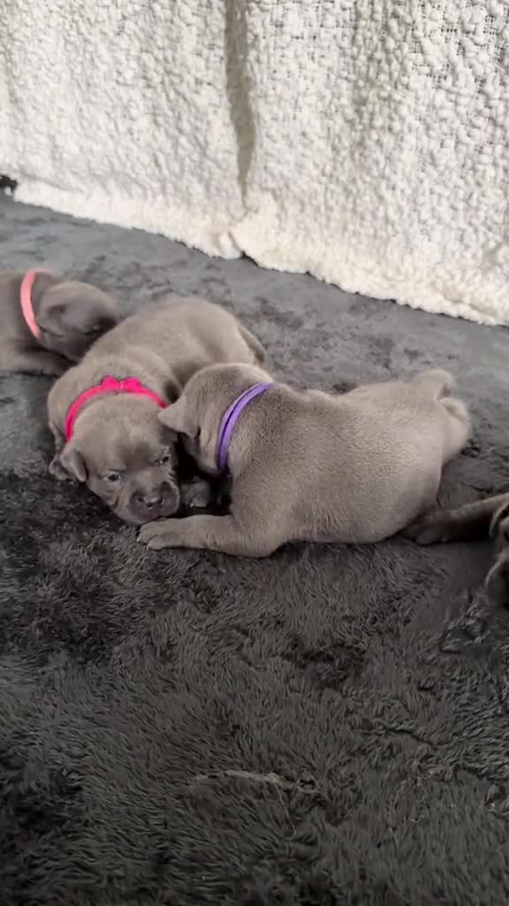 Staffordshire Bull Terrier dogs for sale: %100Pedigree  Staffordshire Bull Terrier Puppies in Kilwinning - Video 1