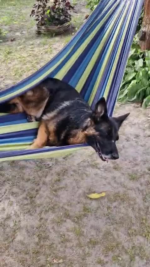 German Shepherd dogs for adoption: 💖🐶 NIKKI 🐶💖 - Video 4