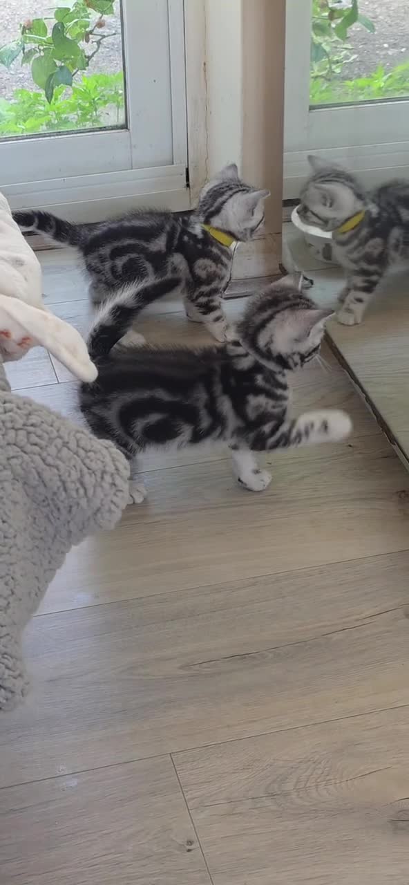 British Shorthair cats for sale: Silver Tabby Kittens, Rare GCCF Show Quality.  - Video 1