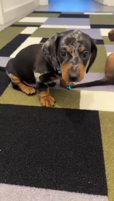 Dachshund dogs for sale: Dachshund female and male puppies  - Video 2