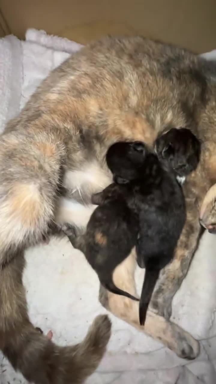 Mixed Breed cats for sale:     Healthy 7 Week Old Kittens (Ready Soon) in London - Video 1