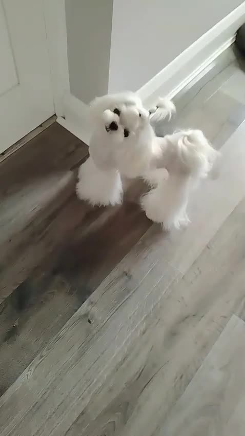 Maltese dogs for stud: 🖤Tiny Korean doll face Maltese boy 🖤 - Video 3