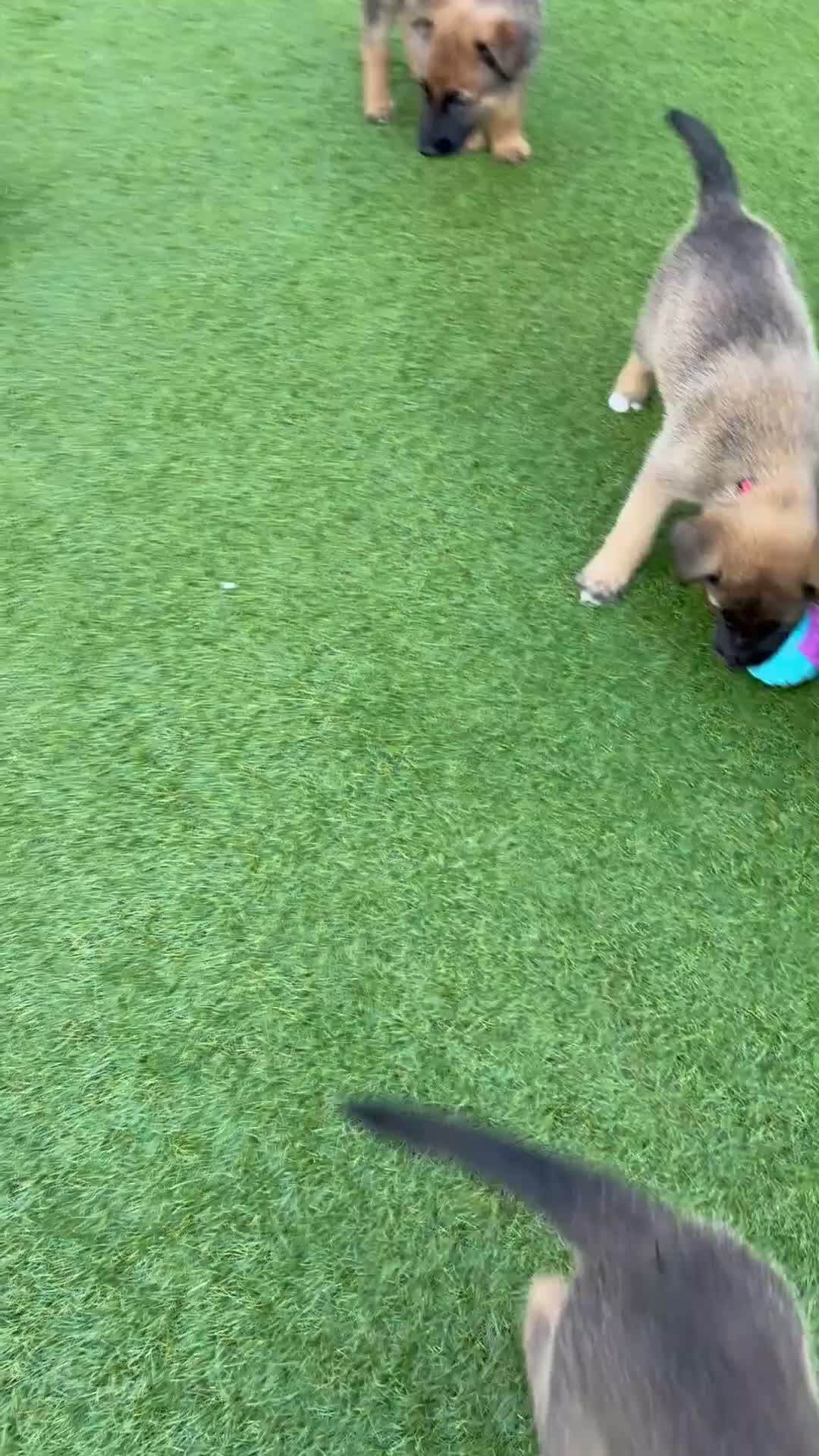Mixed Breed dogs for sale: Border collie x Belgian Malinois  - Video 1