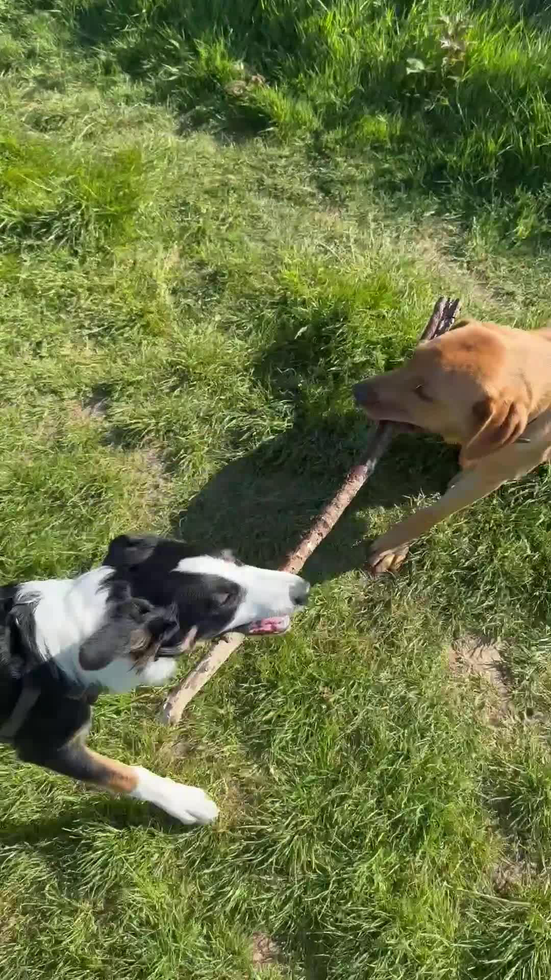Border Collie dogs for sale: 7 Month Old Border Collie - Video 1