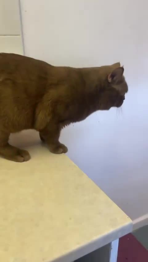 British Shorthair cats for stud: GCCF/TICA Cinnamon British Shorthair STUD  in London - Video 1