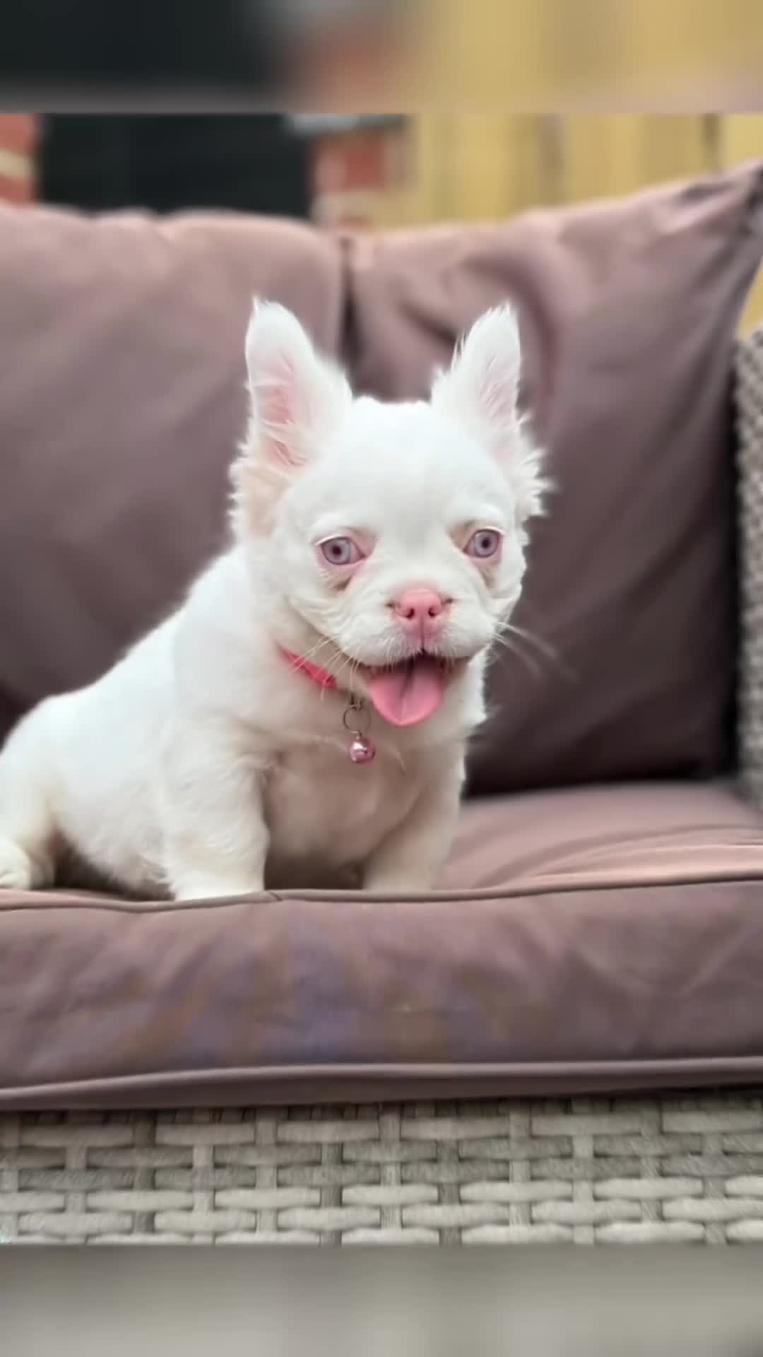 French Bulldog dogs for sale: Fluffy French bull dog 12 weeks old  - Video 1
