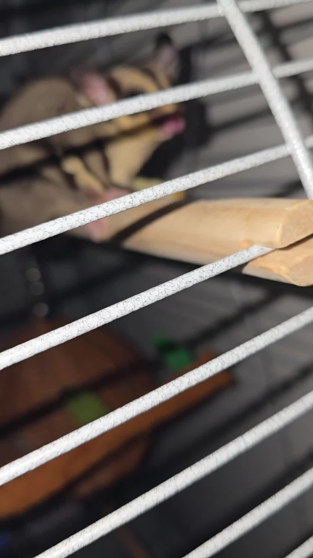 Sugar Glider rodents for sale: 2 female sugar gliders - Video 1