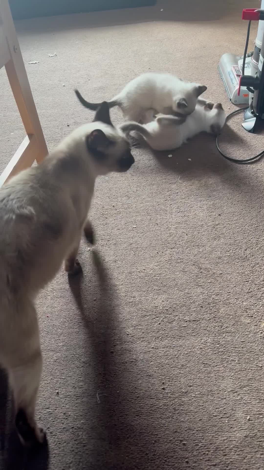 Siamese cats for sale: Siamese kittens for sale - Video 1