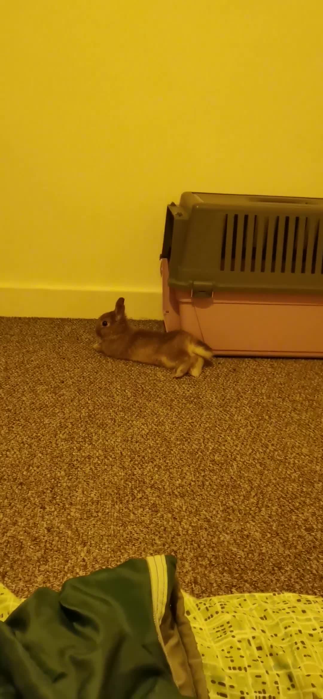 Netherland Dwarf rabbits for sale: Unique, Rare Red Fox Rabbit for sale - Video 2