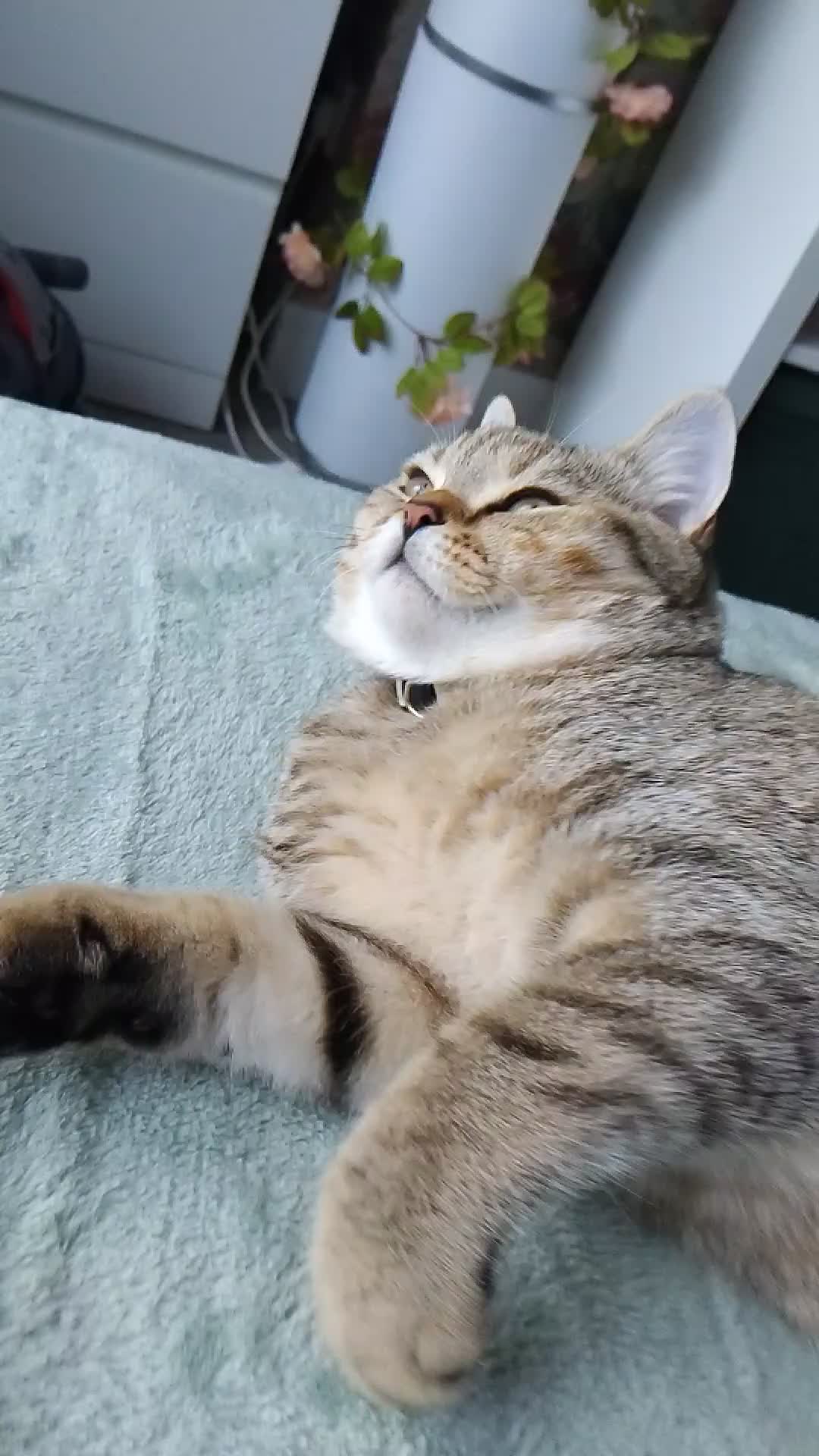 British Shorthair cats for sale: Tiger- Golden spotted tabby  - Video 5