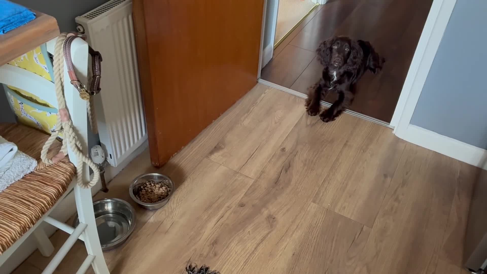 Cocker Spaniel dogs for sale: Six-month-old liver Cocker Spaniel  - Video 1