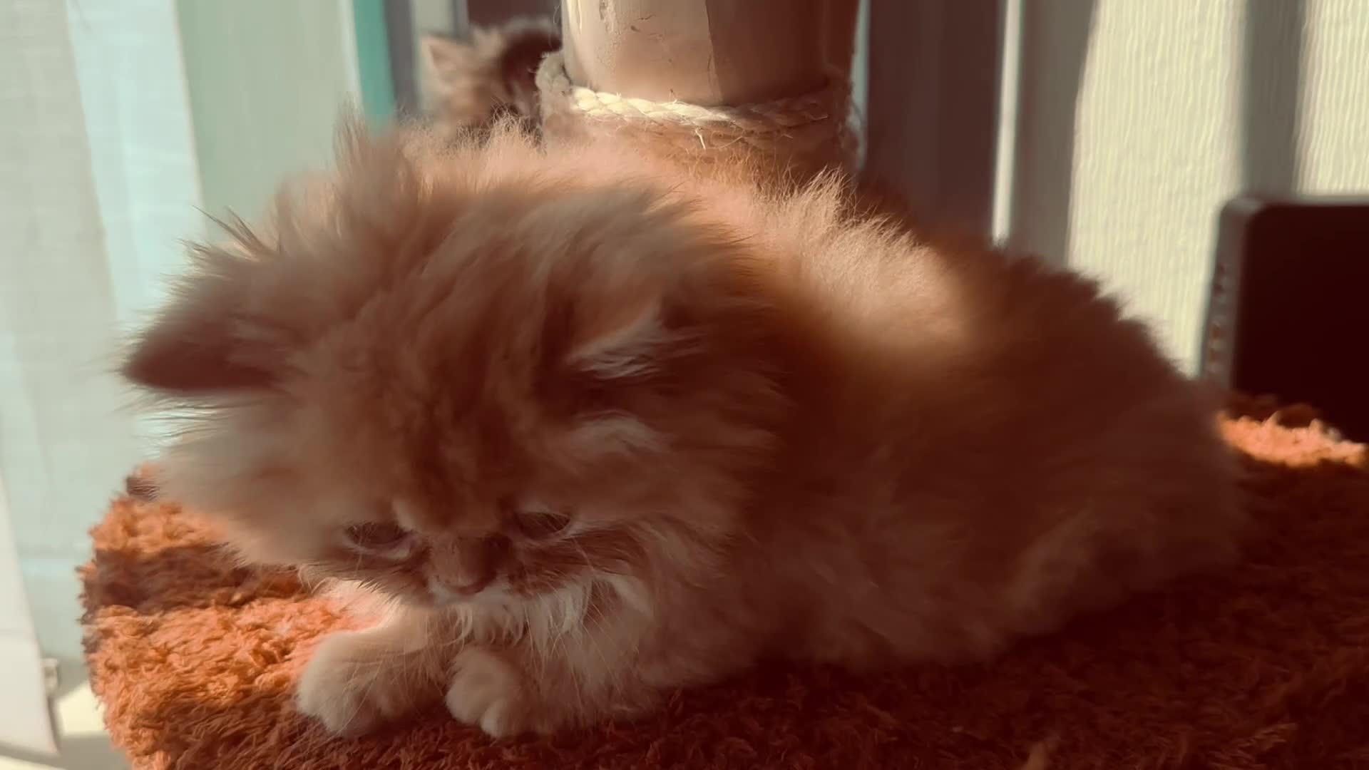 Persian cats for sale: Persian kittens - Video 2