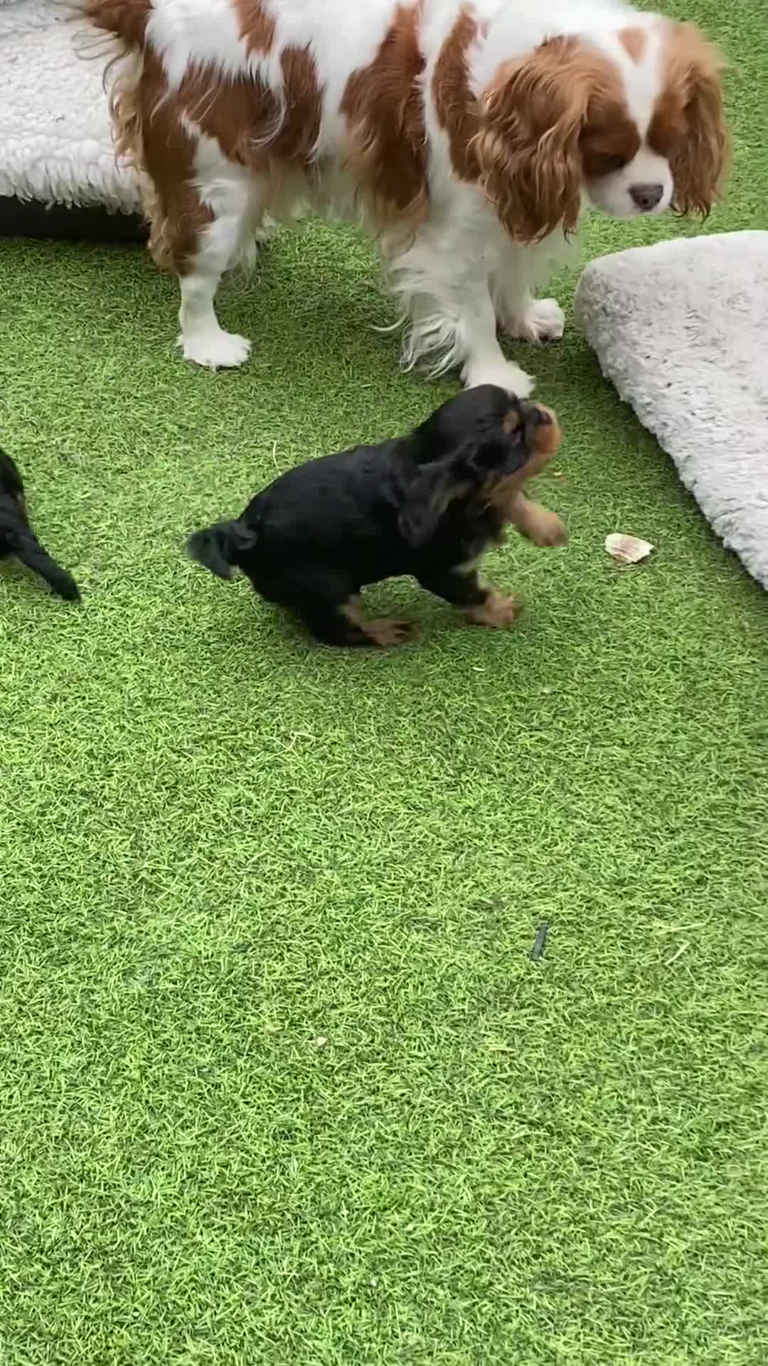 Cavalier King Charles Spaniel dogs for sale: Chocolate carrier’s 🤎 kc registered  - Video 1