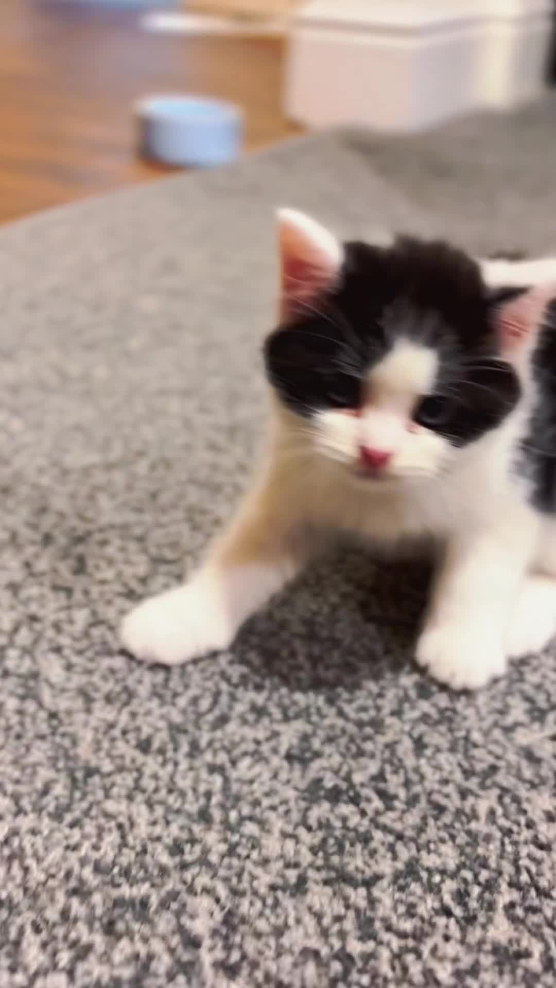 Mixed Breed cats for sale: Mom Scotish straight , dad mix  - Video 1
