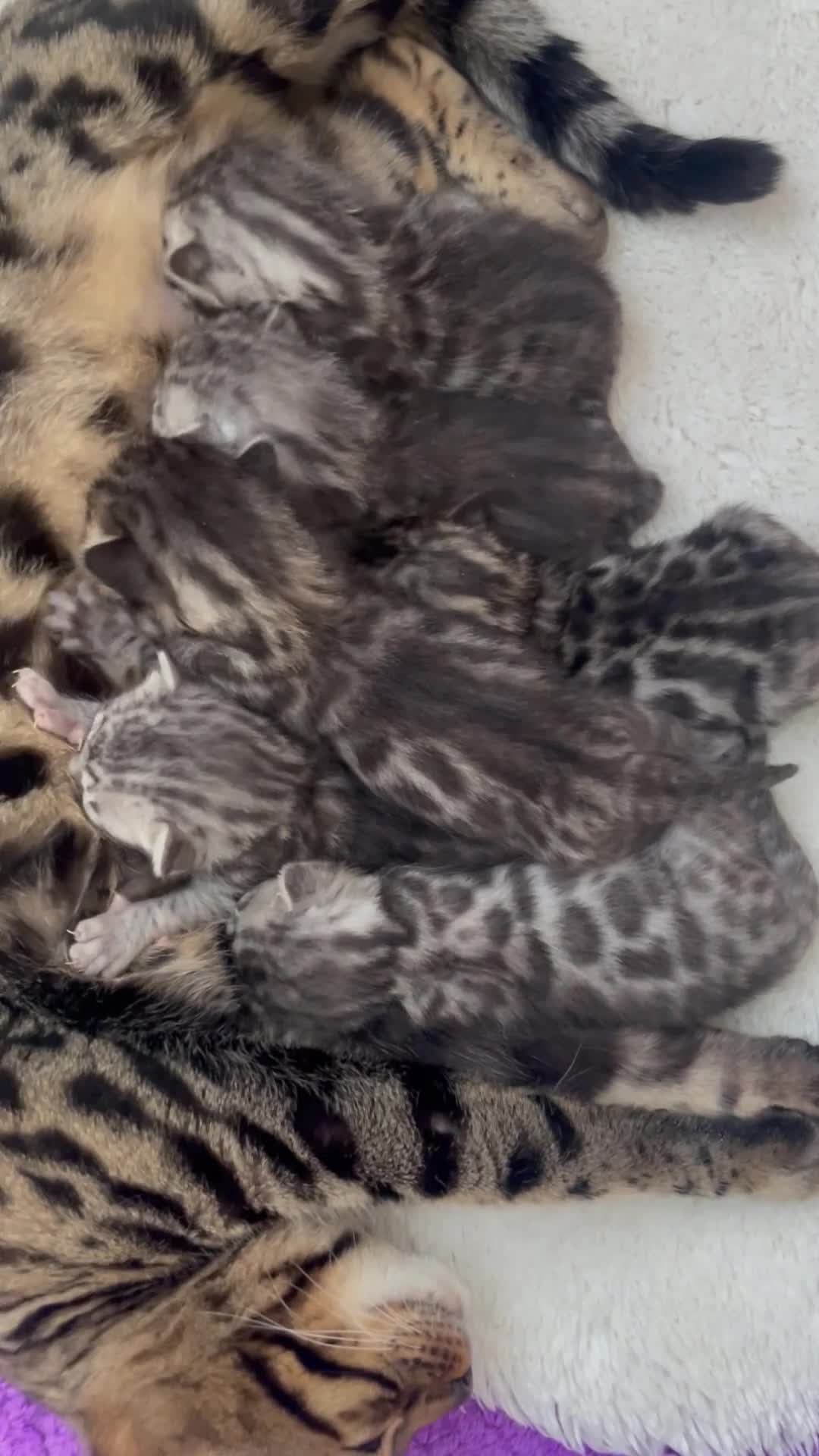 Bengal cats for sale: Incredibly beautiful Bengals kittens TICA  - Video 2