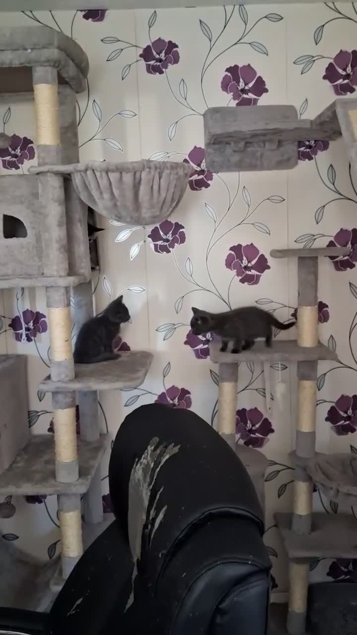 Mixed Breed cats for sale: Kittens mixed tabby in Boston - Video 2