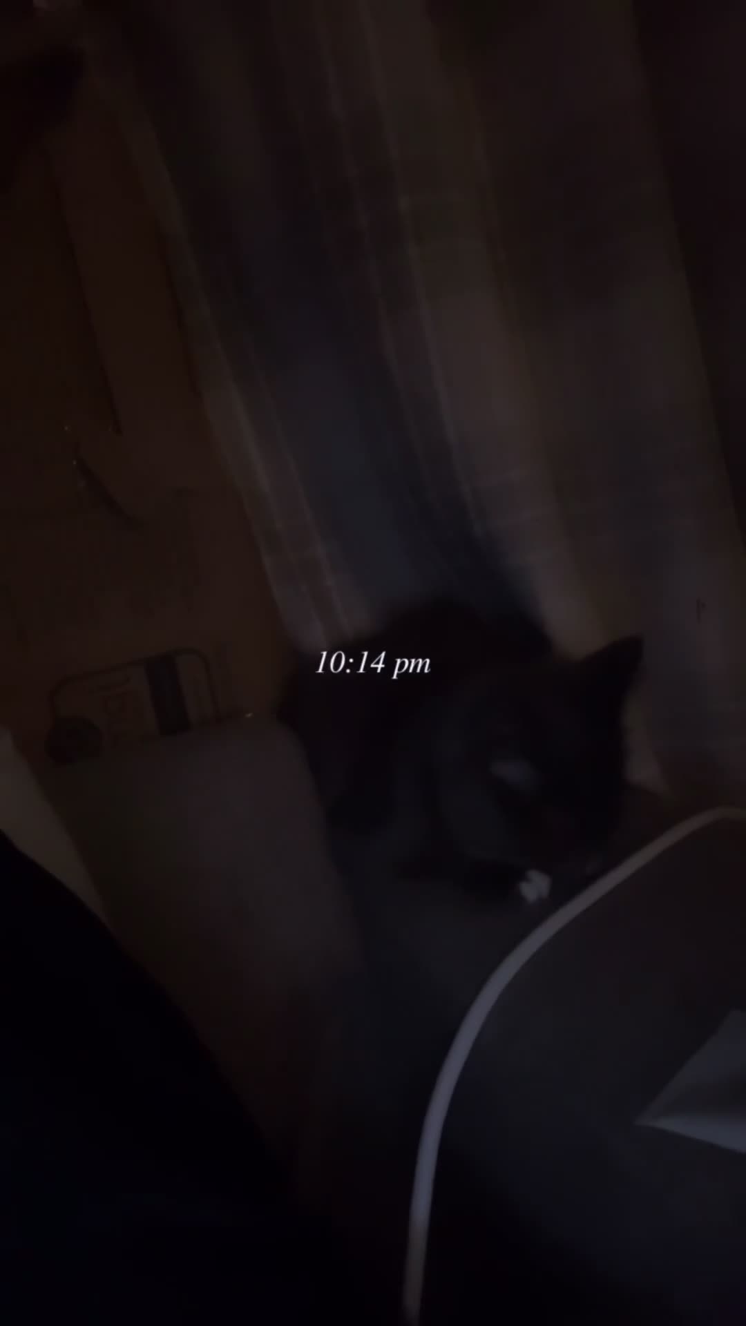 Maine Coon cats for sale: 🥇VERY. Rare pretty kitten for sale🎀. - Video 1