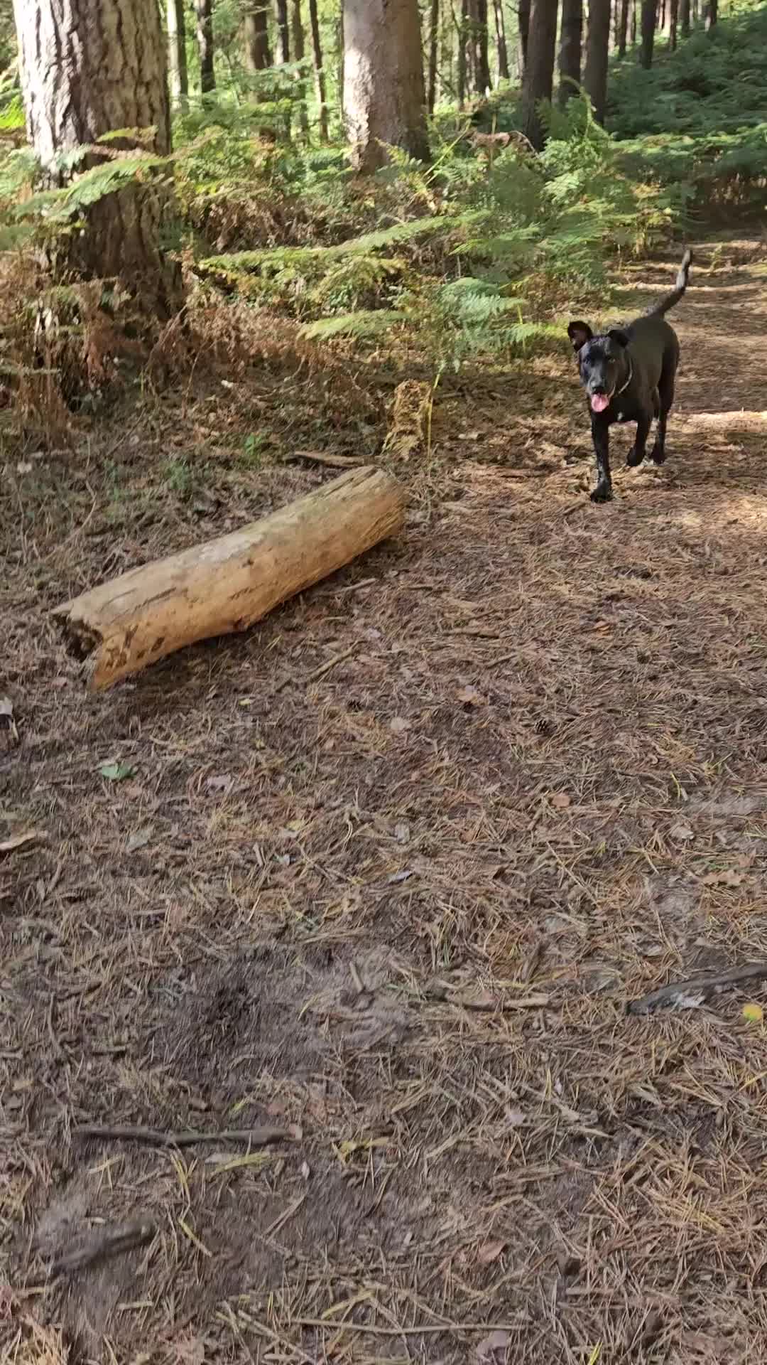 Mixed Breed dogs for sale: Lab-Staffy cross 8 months - Video 1