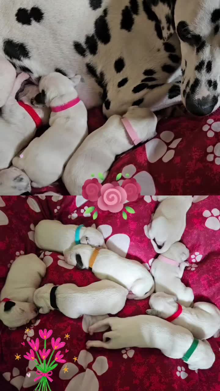 Dalmatian dogs for sale: 8 KC Dalmatian puppies  - Video 2