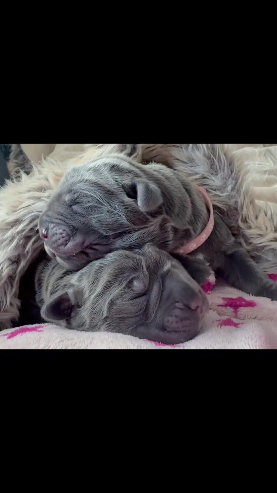 Neapolitan Mastiff dogs for sale: Neapolitan mastiff puppies 1 girl grey/1 boy grey  - Video 1