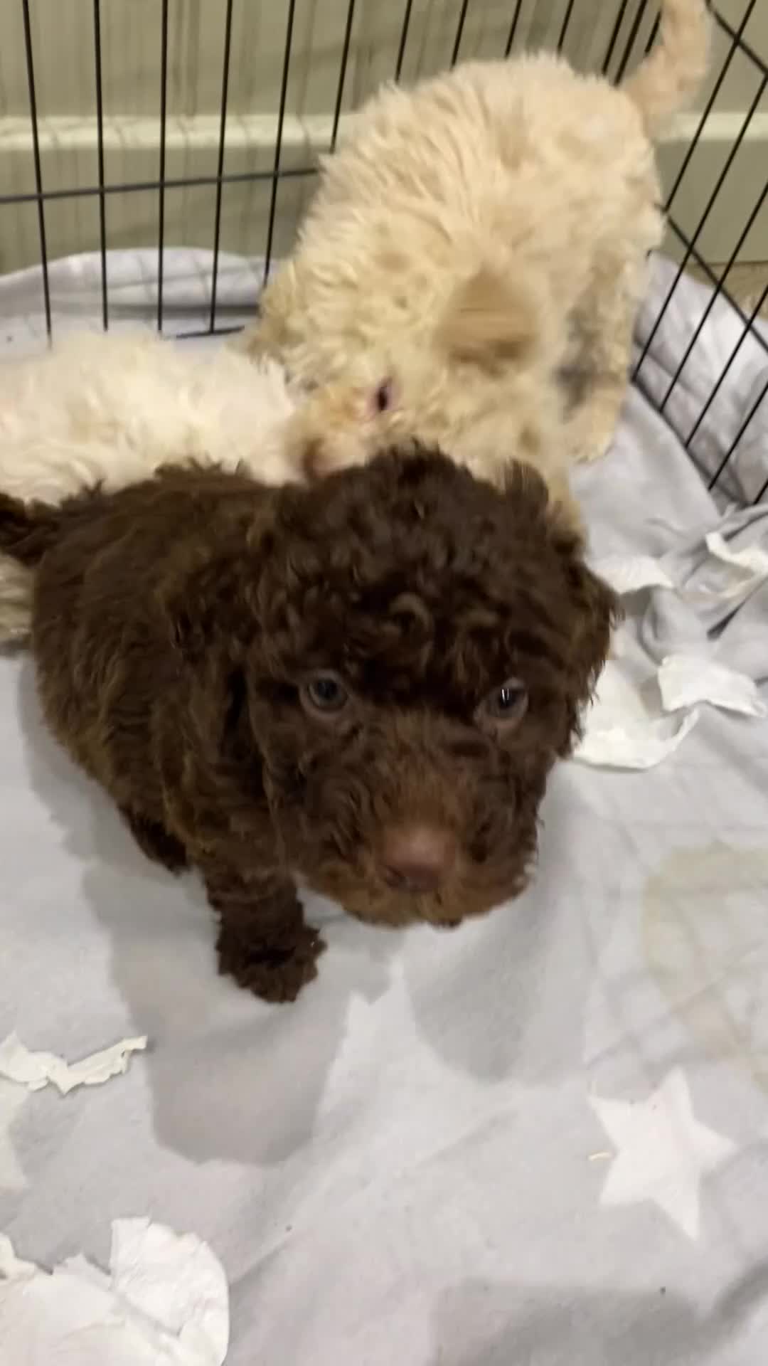 Lagotto Romagnolo dogs for sale: Lagotto romagnolo Puppies  - Video 2