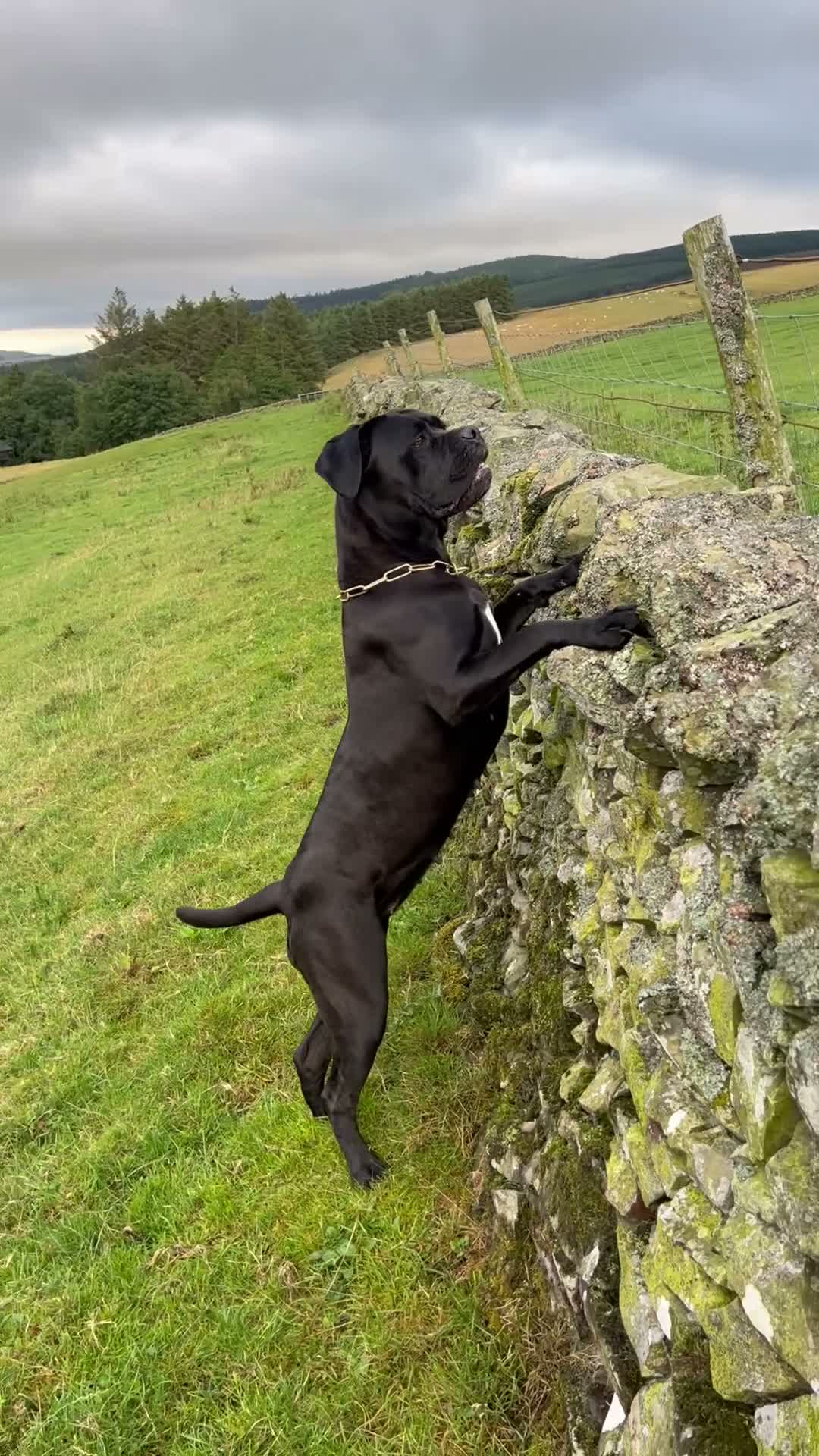 Cane Corso dogs for sale: EXCEPTIONAL CANE CORSO PUPPIES - Video 3